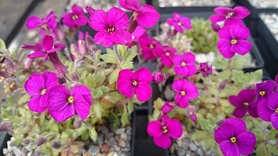 Aubretia 'Bressingham Red' - 8cm pot 